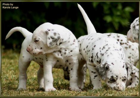 Mr. Blau mit Lady Orange