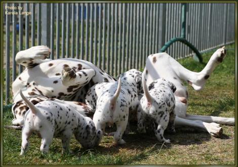 .. jaaaa, auf sie mit Gebrüll !!!