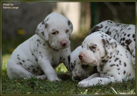 Mr. Blau und Mr. Rot