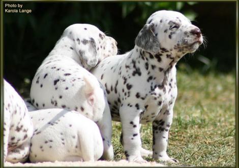 Mr. Rot mit Lady Orange
