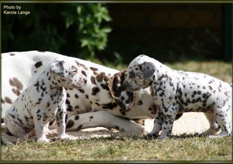 Tante Eve mit Mr. Lila und Lady Rosa