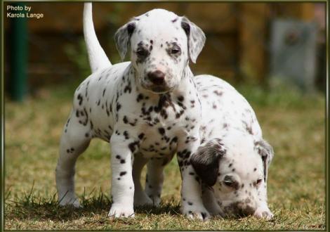 Lady Orange mit Lady Platte