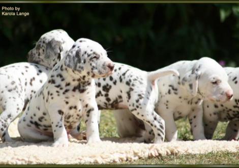 Mr. Ohne mit Lady Rosa und Mr. Blau