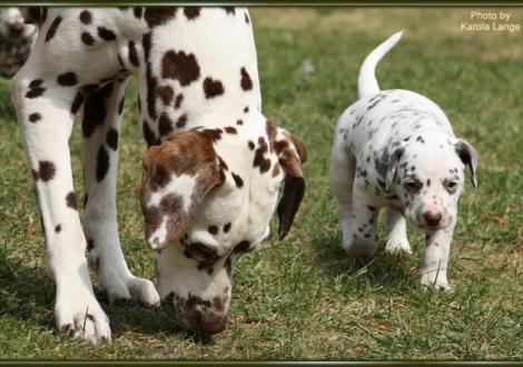 Oma Mochaccino DALMATIAN DREAM gen. Mocha mit Mr. Ohne