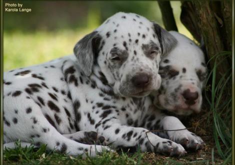 Lady Rosa kuschelt mit Mr. Rot