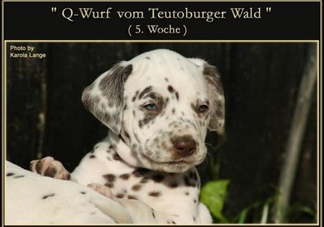 Q - Wurf vom Teutoburger Wald (5. Woche)
