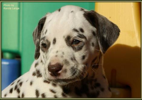 Unsere kernigen Rüden! Rüde Nr. 1: ohne Halsband, Quiet Quarter vom Teutoburger Wald