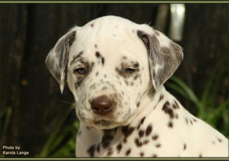 Rüde Nr. 2: lila Halsband, Quality Quest vom Teutoburger Wald
