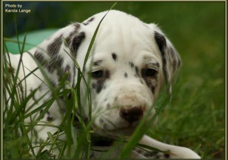 Rüde Nr. 3: rotes Halsband, Quilaz vom Teutoburger Wald