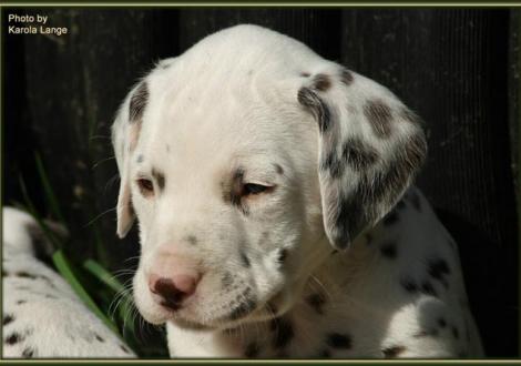 Rüde Nr. 4: blaues Halsband, Quentin vom Teutoburger Wald