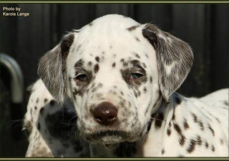 Hündin Nr. 3: oranges Halsband, Quality Queen vom Teutoburger Wald