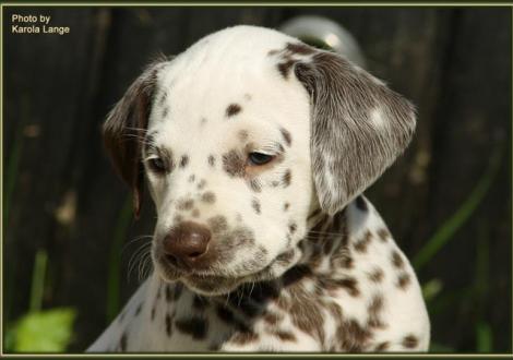 Hündin Nr. 4: ohne Halsband (Ohrplatte), Quirin vom Teutoburger Wald