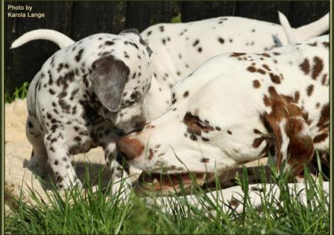 ... bitte, bitte Mama, gib mir doch was ab!