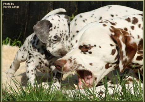 ... hab schon verstanden, ...ist ja deins Mama!