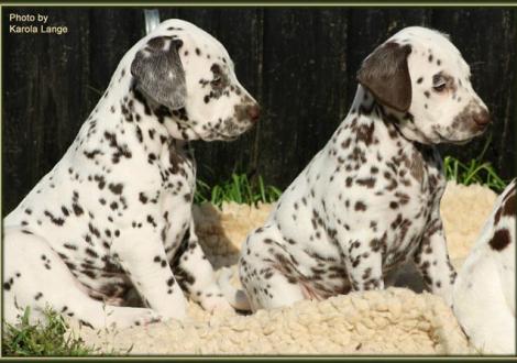 Lady Orange mit Lady Platte