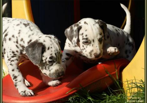 Lady Rosa mit Mr. Ohne