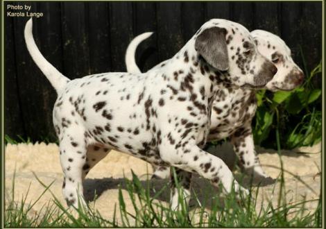 Lady Rosa mit Lady Platte