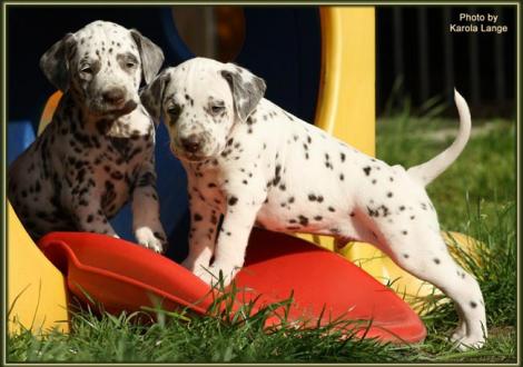 Lady Rosa mit Mr. Lila