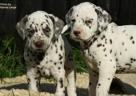 Lady Ohne mit Mr. Rot 