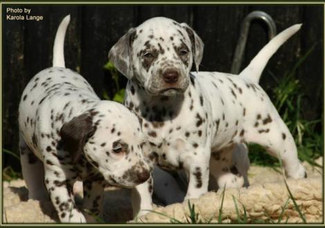 Lady Platte mit Lady Ohne