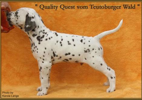Quality Quest vom Teutoburger Wald (vermittelt an: Yvonne Engels, 66333 Völklingen)