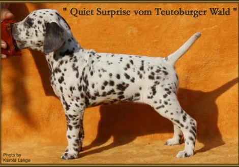Quiet Surprise vom Teutoburger Wald (vermittelt an: Carsten Busch, 01773 Altenberg OT Waldidylle)