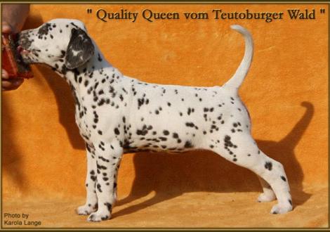 Quality Queen vom Teutoburger Wald Karola Lehmann Dalmatinerzucht vom Teutoburger Wald