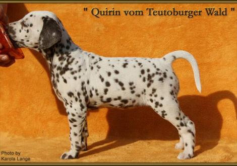 Quirin vom Teutoburger Wald (vermittelt an: Dr. Antje Plum, 59174 Kamen)
