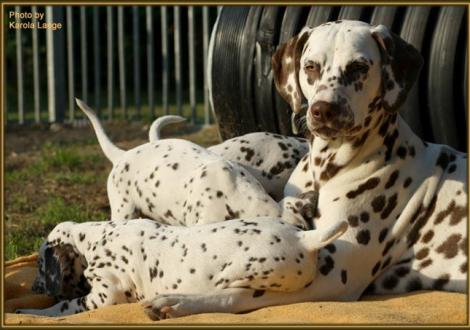 Tante Eve (Christi ORMOND Everest Maxima) voll in ihrem Element