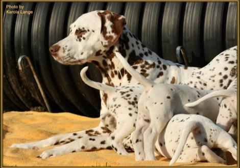 Mama Latoya ist immer noch sehr geduldig und genießt ihre kleinen Racker!