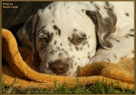 Quality Quest vom Teutoburger Wald