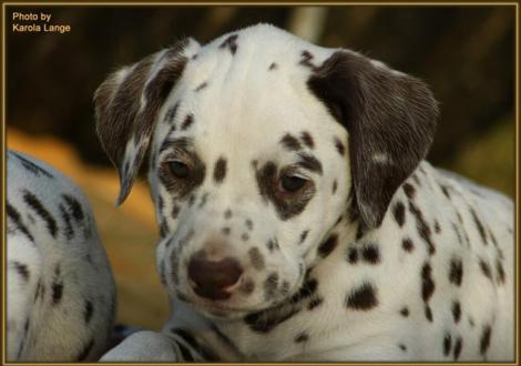 Quiet Quarter vom Teutoburger Wald