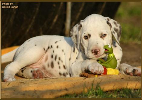 Quentin vom Teutoburger Wald