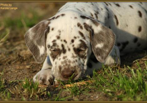 Quienna vom Teutoburger Wald