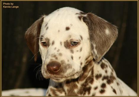 Quirin vom Teutoburger Wald