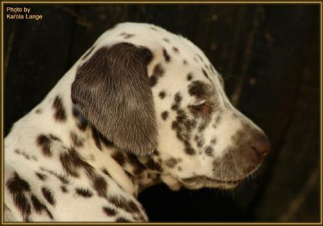 Quiet Surprise vom Teutoburger Wald