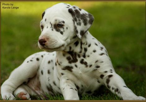 Quilaz vom Teutoburger Wald