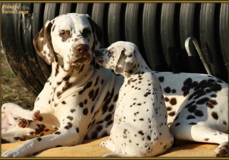 Tante Eve (Christi ORMOND Everest Maxima) mit Quality Quest vom Teutoburger Wald