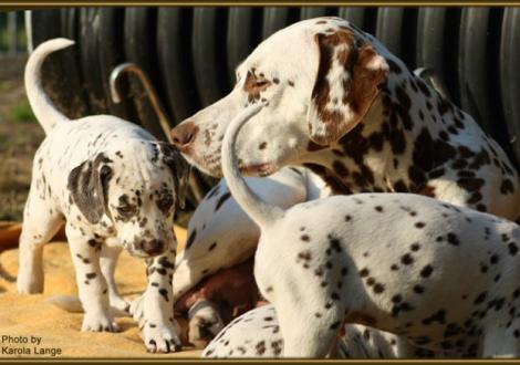 Mama Latoya vom Teutoburger Wald mit ihrer Tochter Quality Queen