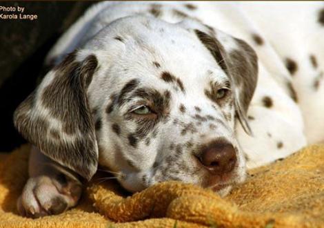 Quality Quest vom Teutoburger Wald