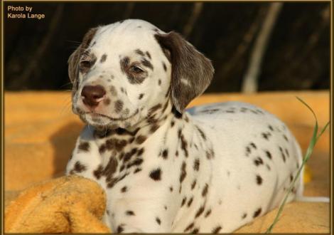 Quiet Quarter vom Teutoburger Wald