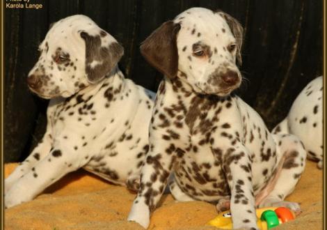 Quality Quest mit Quirin vom Teutoburger Wald