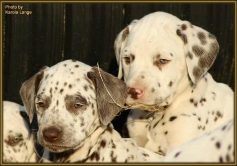 Quiet Surprise mit ihrem Bruder Quentin vom Teutoburger Wald