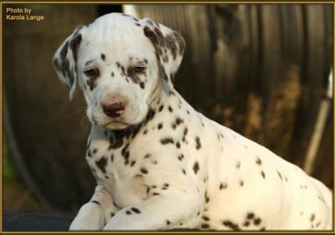 Quiet Surprise mit ihrem Bruder Quentin vom Teutoburger Wald