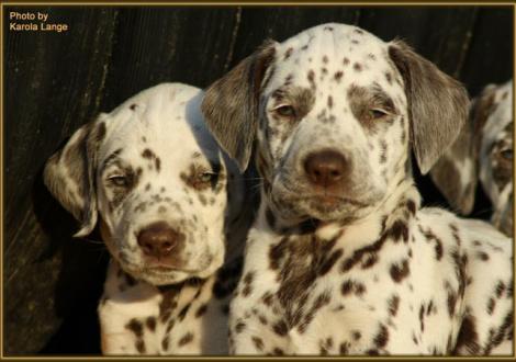 Quality Quest mit seiner Schwester Quiet Surprise vom Teutoburger Wald