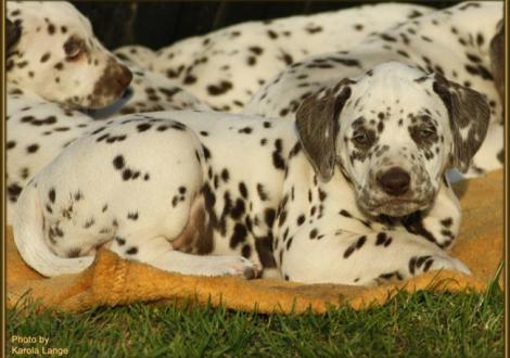 Quality Queen vom Teutoburger Wald