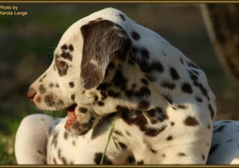 Quiet Quarter vom Teutoburger Wald