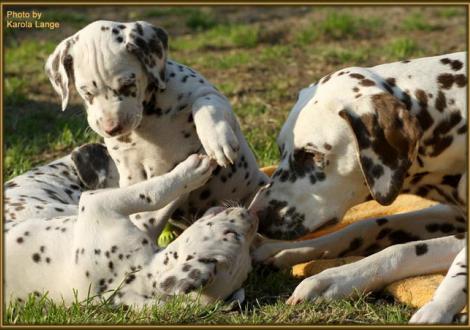Tante Eve mit Quilaz und Quentin vom Teutoburger Wald