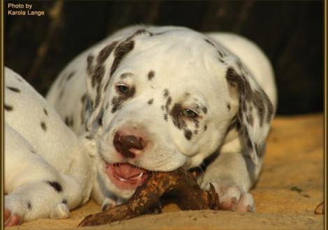 Quilaz vom Teutoburger Wald