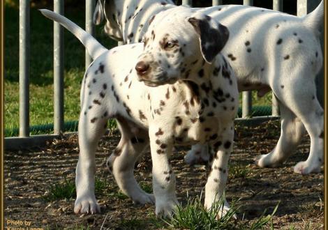 Quality Quest vom Teutoburger Wald